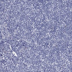 Invitrogen MGST3 Polyclonal Antibody 100 &mu;L; Unconjugated:Antibodies,