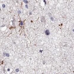 Invitrogen ANKS1B Polyclonal Antibody 100 &mu;L; Unconjugated:Antibodies,