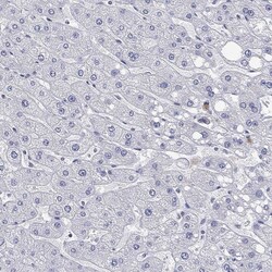 Invitrogen ANKS1B Polyclonal Antibody 100 &mu;L; Unconjugated:Antibodies,
