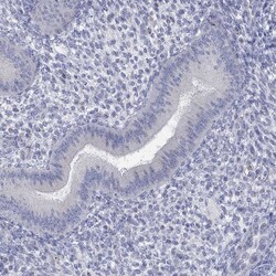 Invitrogen ANO7 Polyclonal Antibody 100 &mu;L; Unconjugated:Antibodies,