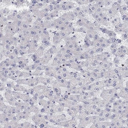Invitrogen ANO7 Polyclonal Antibody 100 &mu;L; Unconjugated:Antibodies,