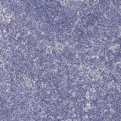Invitrogen ANO7 Polyclonal Antibody 100 &mu;L; Unconjugated:Antibodies,