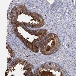 Invitrogen ANO7 Polyclonal Antibody 100 &mu;L; Unconjugated:Antibodies,