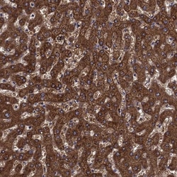 Invitrogen SHMT1 Polyclonal Antibody 100 μL; Unconjugated:Antibodies,