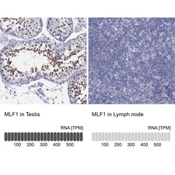 Invitrogen MLF1 Polyclonal Antibody 100 &mu;L; Unconjugated:Antibodies,
