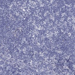 Invitrogen MLF1 Polyclonal Antibody 100 &mu;L; Unconjugated:Antibodies,