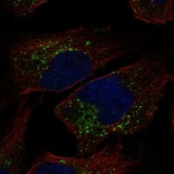 Invitrogen TRAPPC3L Polyclonal Antibody 100 &mu;L; Unconjugated:Antibodies,