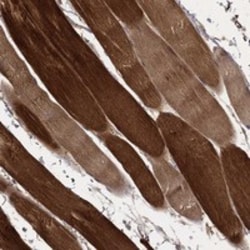 Invitrogen MT-ND1 Polyclonal Antibody 100 μL; Unconjugated:Antibodies,