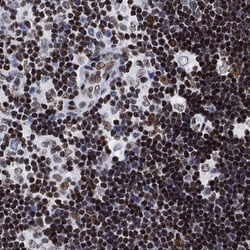Invitrogen H1FX Polyclonal Antibody 100 &mu;L; Unconjugated:Antibodies,