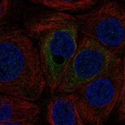 Invitrogen C12orf54 Polyclonal Antibody 100 &mu;L; Unconjugated:Antibodies,