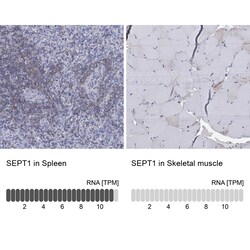 Invitrogen Septin 1 Polyclonal Antibody 100 &mu;L; Unconjugated:Antibodies,