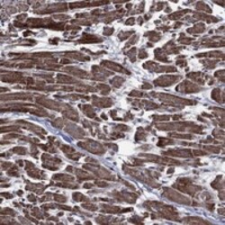 Invitrogen HTD2 Polyclonal Antibody 100 μL; Unconjugated:Antibodies,