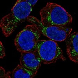 Invitrogen&trade;&nbsp;NHLRC4 Polyclonal Antibody