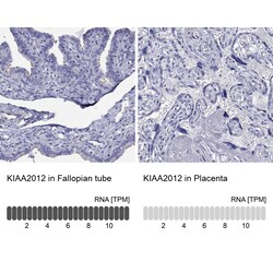 Invitrogen KIAA2012 Polyclonal Antibody 100 &mu;L; Unconjugated:Antibodies,