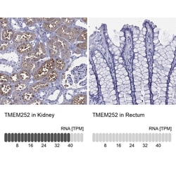 Invitrogen TMEM252 Polyclonal Antibody 100 &mu;L; Unconjugated:Antibodies,