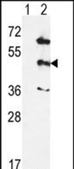 p38 MAPK gamma Polyclonal Antibody:Antibodies, Polyclonal