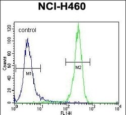 LKB1 Polyclonal Antibody:Antibodies, Polyclonal