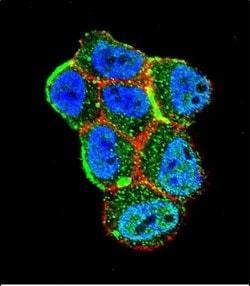 LKB1 Polyclonal Antibody:Antibodies, Polyclonal