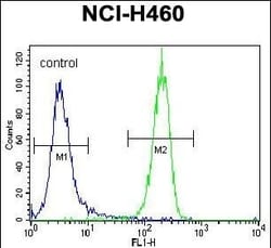 Invitrogen LKB1 Polyclonal Antibody 400 &mu;L; Unconjugated:Antibodies,