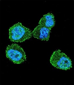 Invitrogen LKB1 Polyclonal Antibody 400 &mu;L; Unconjugated:Antibodies,