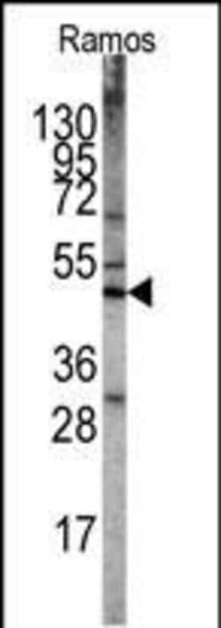 Invitrogen LKB1 Polyclonal Antibody 400 &mu;L; Unconjugated:Antibodies,