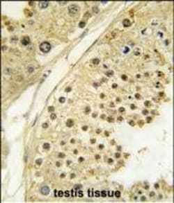 Invitrogen Aurora B Polyclonal Antibody 400 &mu;L; Unconjugated:Antibodies,