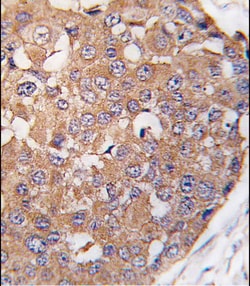 Invitrogen PLK2 Polyclonal Antibody 400 &mu;L; Unconjugated:Antibodies,