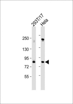 Invitrogen PLK2 Polyclonal Antibody 400 &mu;L; Unconjugated:Antibodies,