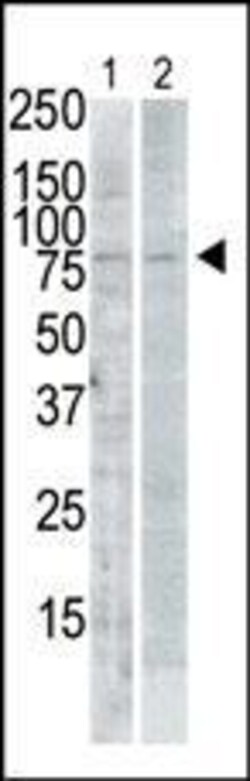 Invitrogen PLK2 Polyclonal Antibody 400 &mu;L; Unconjugated:Antibodies,