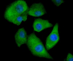 Invitrogen ALDH1A1 Polyclonal Antibody 100 &mu;L; Unconjugated:Antibodies,
