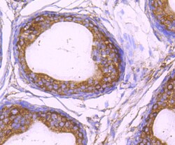Invitrogen ALDH1A1 Polyclonal Antibody 100 &mu;L; Unconjugated:Antibodies,