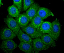 Invitrogen NSUN4 Polyclonal Antibody 100 &mu;L; Unconjugated:Antibodies,