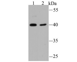 Invitrogen NSUN4 Polyclonal Antibody 100 &mu;L; Unconjugated:Antibodies,