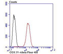 Invitrogen COX4 Polyclonal Antibody 100 &mu;L; Unconjugated:Antibodies,