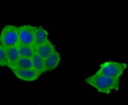Invitrogen COX4 Polyclonal Antibody 100 &mu;L; Unconjugated:Antibodies,