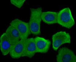 Invitrogen COX4 Polyclonal Antibody 100 &mu;L; Unconjugated:Antibodies,