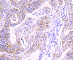 Invitrogen COX4 Polyclonal Antibody 100 &mu;L; Unconjugated:Antibodies,