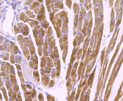 Invitrogen COX4 Polyclonal Antibody 100 &mu;L; Unconjugated:Antibodies,