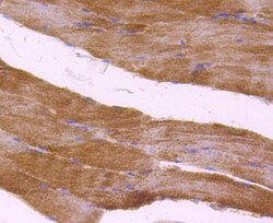 Invitrogen COX4 Polyclonal Antibody 100 &mu;L; Unconjugated:Antibodies,