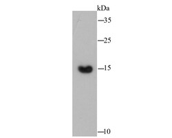 Invitrogen COX4 Polyclonal Antibody 100 &mu;L; Unconjugated:Antibodies,