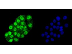 Invitrogen HDAC2 Polyclonal Antibody 100 μL; Unconjugated:Antibodies,