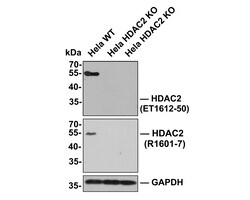 Invitrogen HDAC2 Polyclonal Antibody 100 μL; Unconjugated:Antibodies,