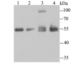 Invitrogen HDAC2 Polyclonal Antibody 100 μL; Unconjugated:Antibodies,