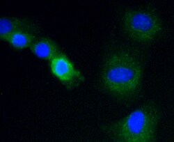 Invitrogen CYP2E1 Polyclonal Antibody 100 &mu;L; Unconjugated:Antibodies,