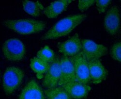 Invitrogen CYP2E1 Polyclonal Antibody 100 &mu;L; Unconjugated:Antibodies,