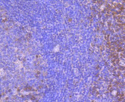 Invitrogen FPR1 Polyclonal Antibody 100 &mu;L; Unconjugated:Antibodies,
