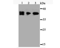 Invitrogen FPR1 Polyclonal Antibody 100 &mu;L; Unconjugated:Antibodies,