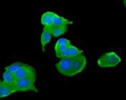 Invitrogen FPR1 Polyclonal Antibody 100 &mu;L; Unconjugated:Antibodies,