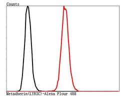 Invitrogen LYRIC Polyclonal Antibody 100 &mu;L | Buy Online | Invitrogen&trade; | Fisher Scientific