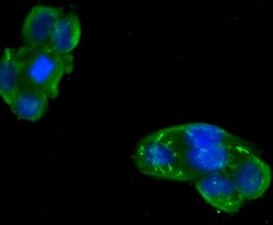 Invitrogen LYRIC Polyclonal Antibody 100 &mu;L | Buy Online | Invitrogen&trade; | Fisher Scientific